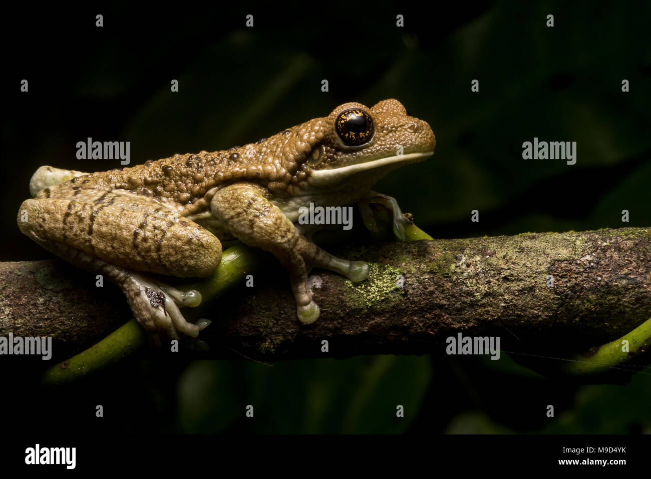 Eine geäderte Laubfrosch (Trachycephalus venulosus) aus Peru. Diese frog haben giftige Sekrete, die it von Raubtieren zu verteidigen. Stockfoto