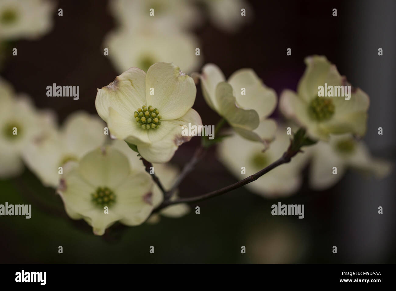 Blühende Hartriegel (Cornus Florida) Baum blüht im Frühjahr. Stockfoto