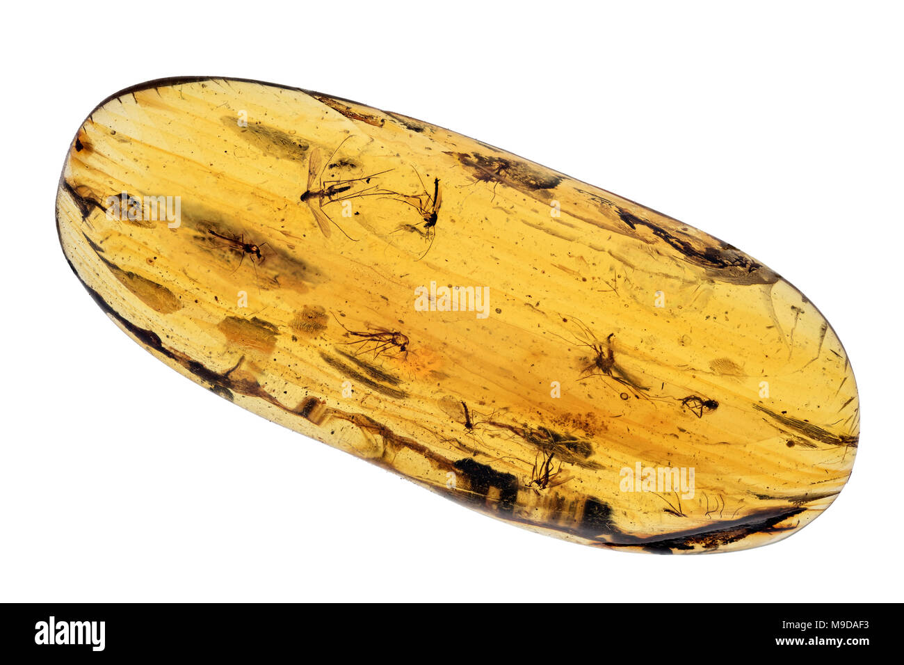 Moskitos in Gelb 40 Millionen Jahre alt, Dominikanische Republik Stockfoto