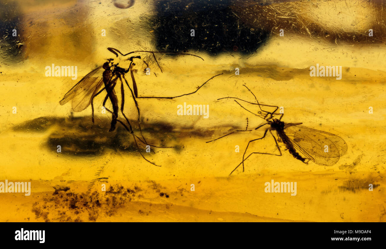 40 MYO Männliche & weibliche Moskitos in Bernstein, Dominikanische Republik Stockfoto