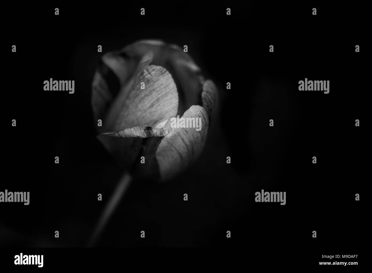 Die Schwarz-Weiß-Fotografie eines Frühling Tulpe Stockfoto