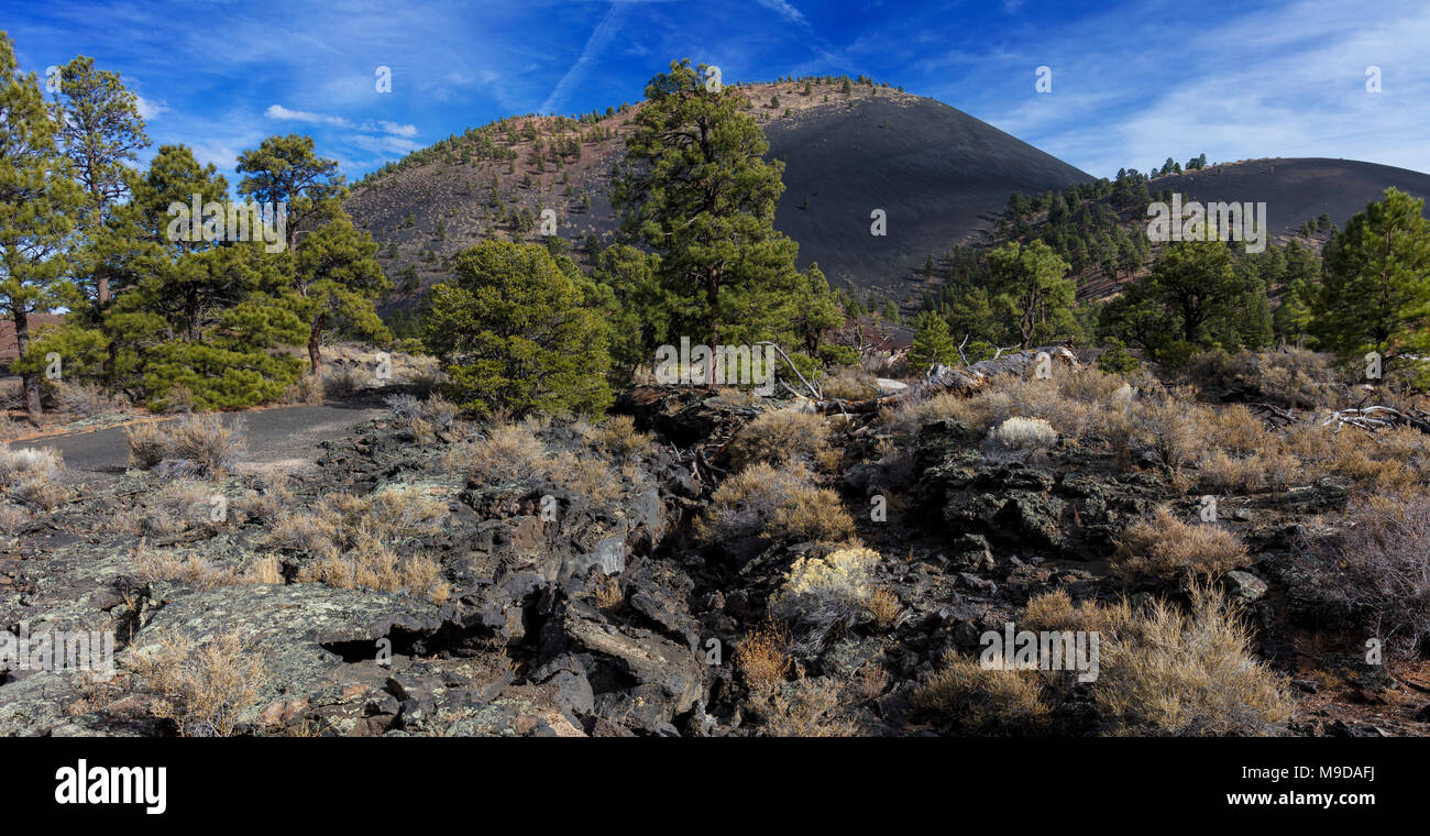 Kiefer & Schlackenkegel, Sunset Crater National Monument, AZ Stockfoto