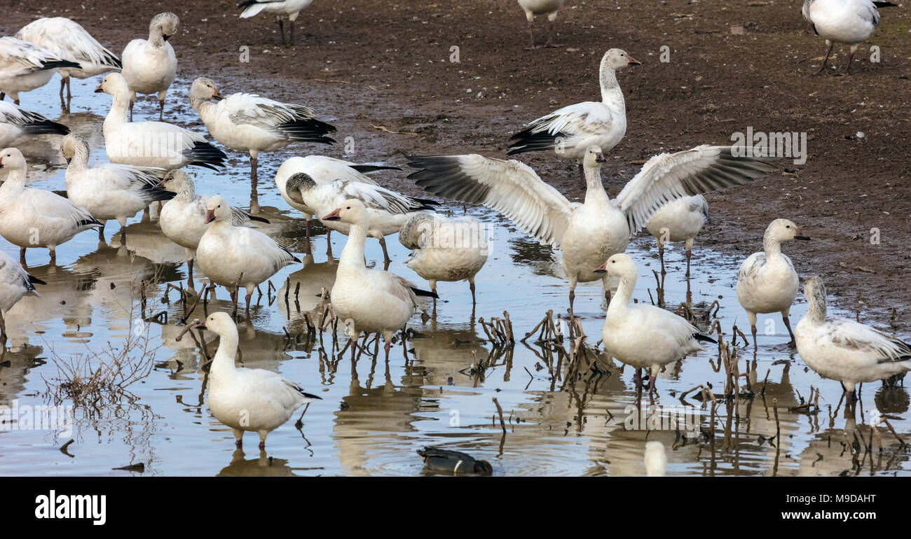 Schnee Gänse, Anser caerulescens Migration durch Arizona Stockfoto