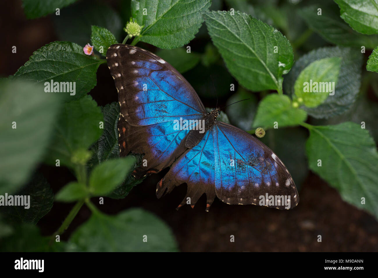 Blaue morpho (morpho Menelaus) Schmetterling ruht auf einem Busch. Stockfoto