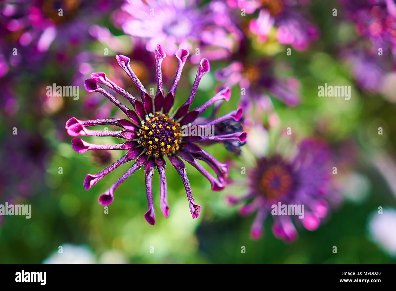 Nachgestellte African Daisy mit lila Blüten und Gelb und Violett Staubblatt in der Mitte in kreisförmiger entfernt. Stockfoto