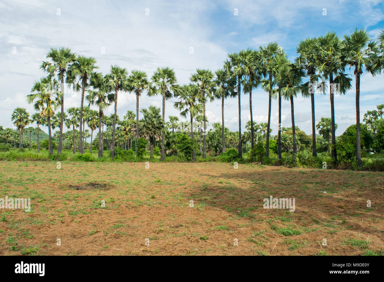 Lange Reihe von hohen Palmen am Rand der Erdnußpflanze Feld. Palmen sap und lokales Produkt palm Wein Alkohol Myanmar Burma produzieren zu sammeln Stockfoto