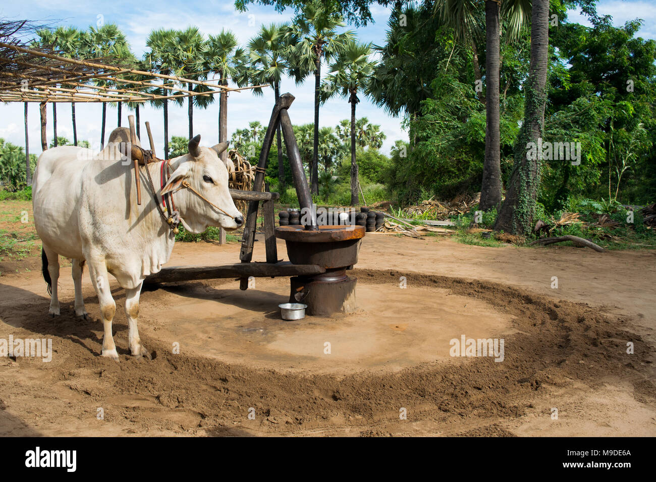 Männlichen weißen Ochsen ziehen eine Ölmühle, die Erdnüsse Erdnussöl zu schleifen. Die burmesische Landwirtschaft Felder mit Palmen Going In Circles Titel Asien Stockfoto