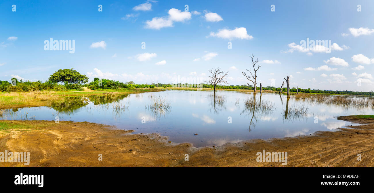 Panoramablick auf See mit toten Bäumen und Reflexionen, Udawalawe National Park Wildlife Reserve, Provinz Uva, Sri Lanka an einem sonnigen Tag mit blauen Himmel Stockfoto