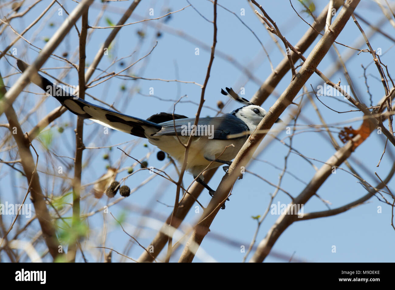 White-throated Magpie-Jay in Charco Verde Naturschutzgebiet auf der Insel Ometepe, Nicaragua, Mittelamerika Stockfoto