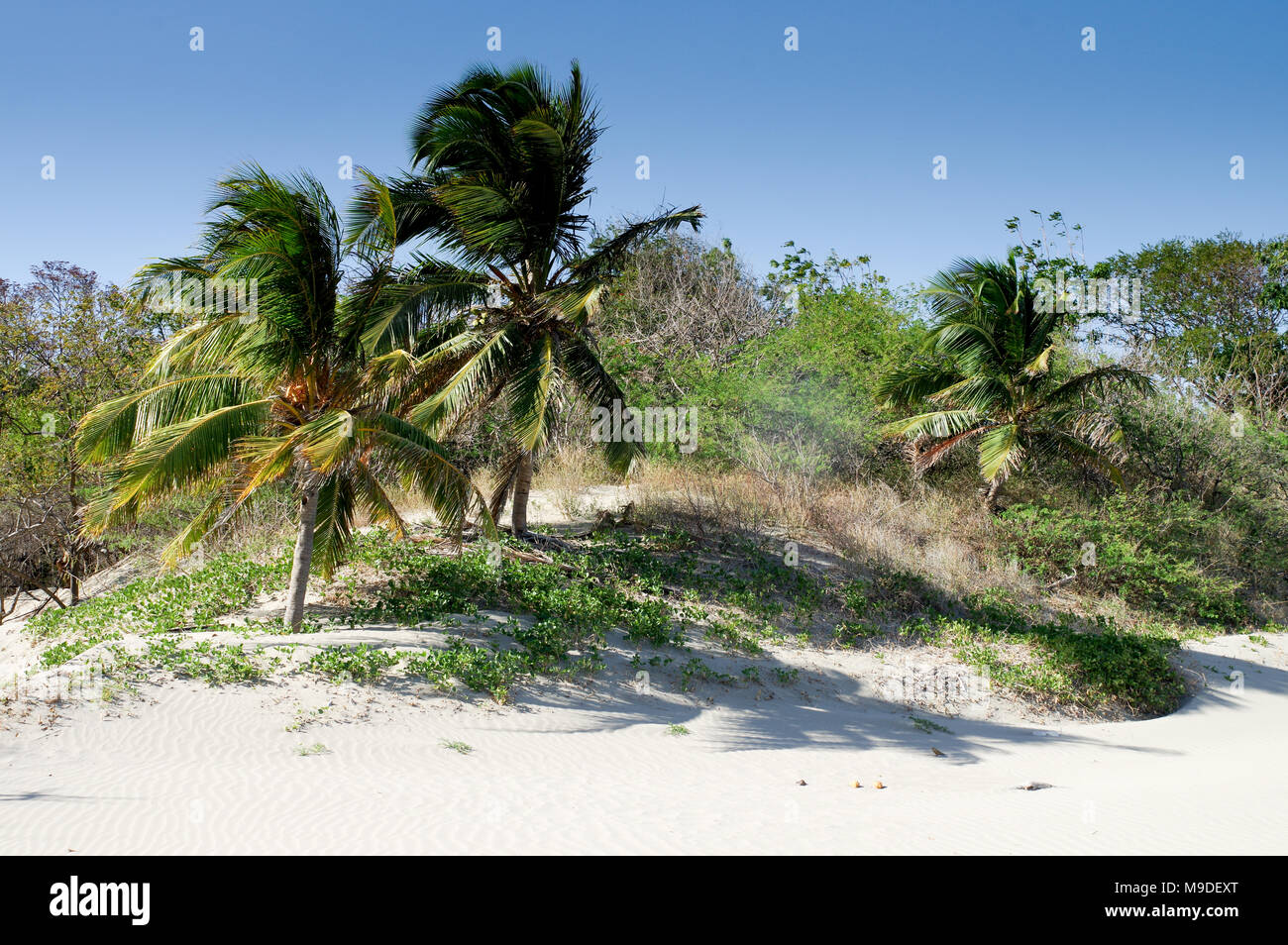 Schöne Palmen gesäumten weißen Sandstrand an der Westküste von Nicaragua, Mittelamerika Stockfoto