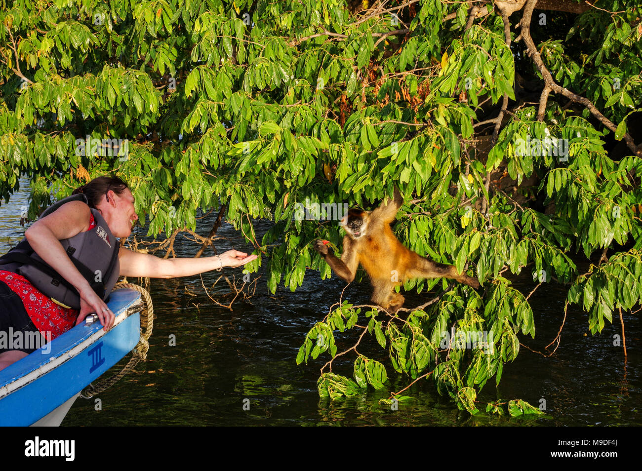 Bootstouren stoppen Klammeraffen auf die Inseln von Granada in Nicaragua zu beobachten Stockfoto