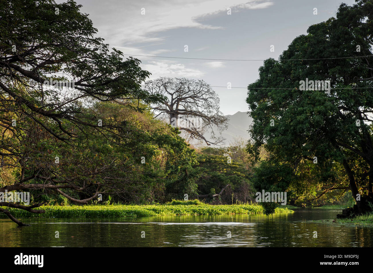 Üppige Vegetation, die die kleinen Inseln von Granada am Lago Cocibolca in Nicaragua, Mittelamerika Stockfoto