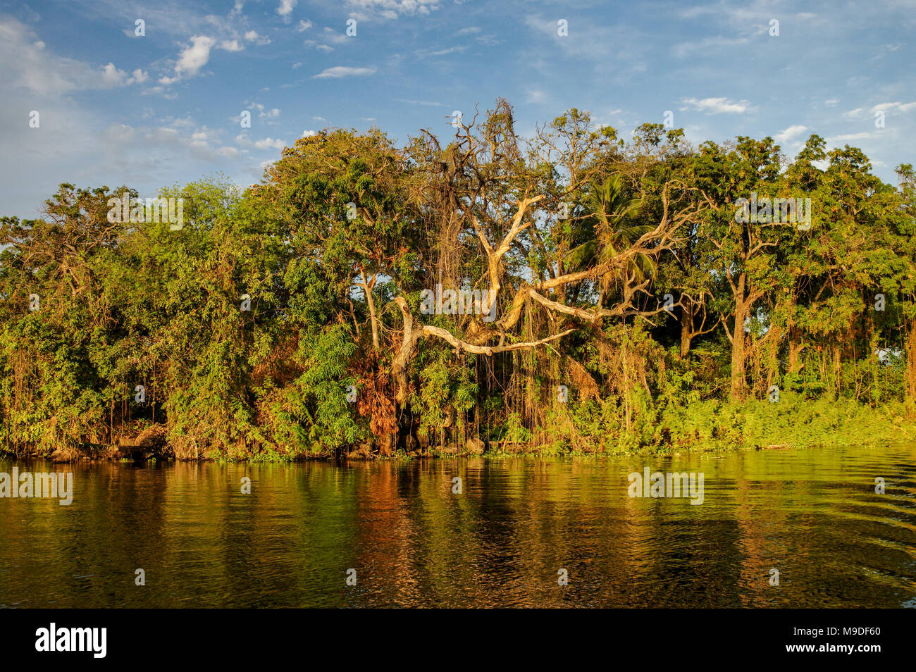 Üppige Vegetation, die die kleinen Inseln von Granada in Nicaragua. Stockfoto