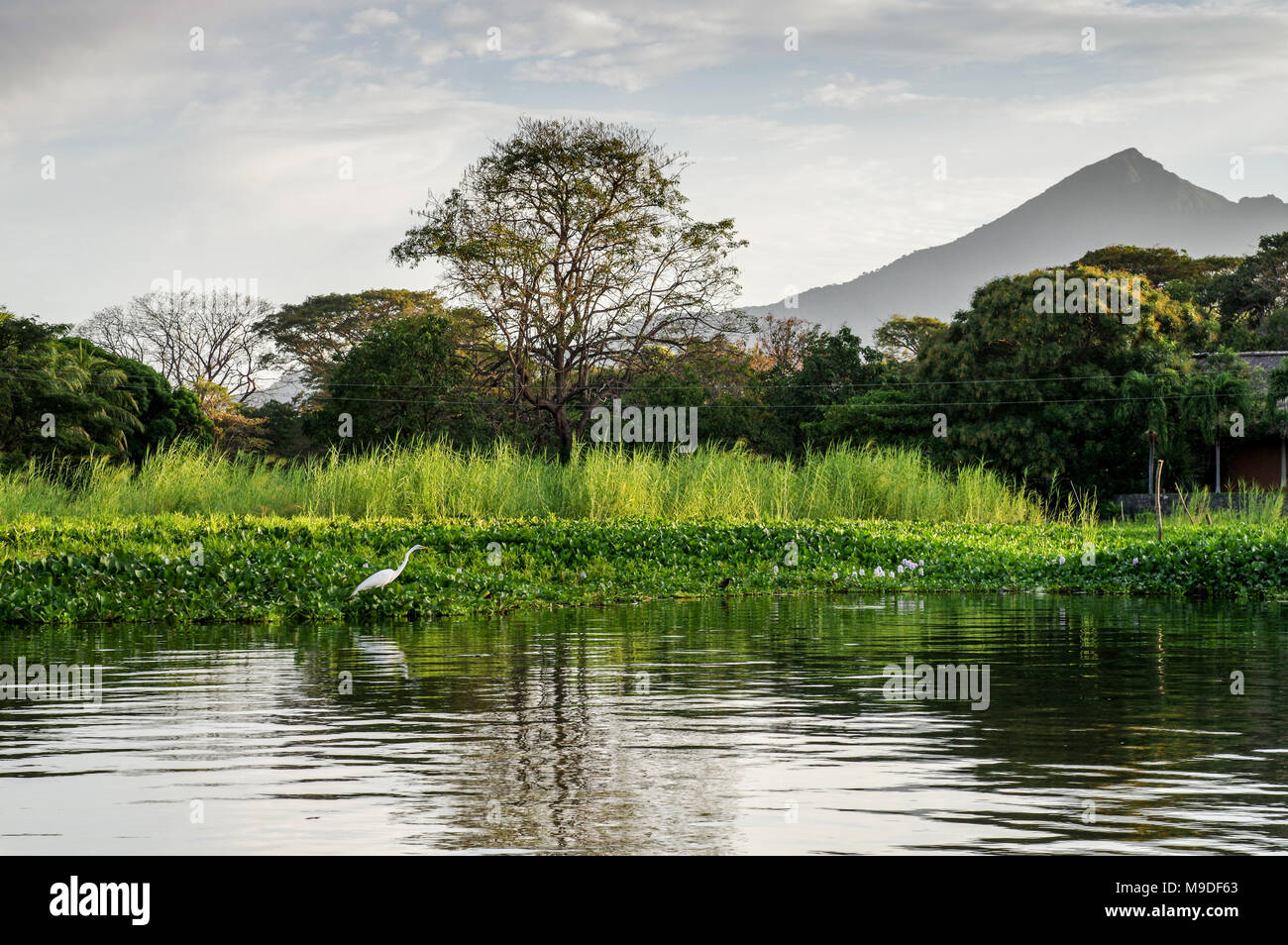 Silberreiher in Isletas de Granada mit Mombacho Vulkan im Hintergrund (Nicaragua) Stockfoto