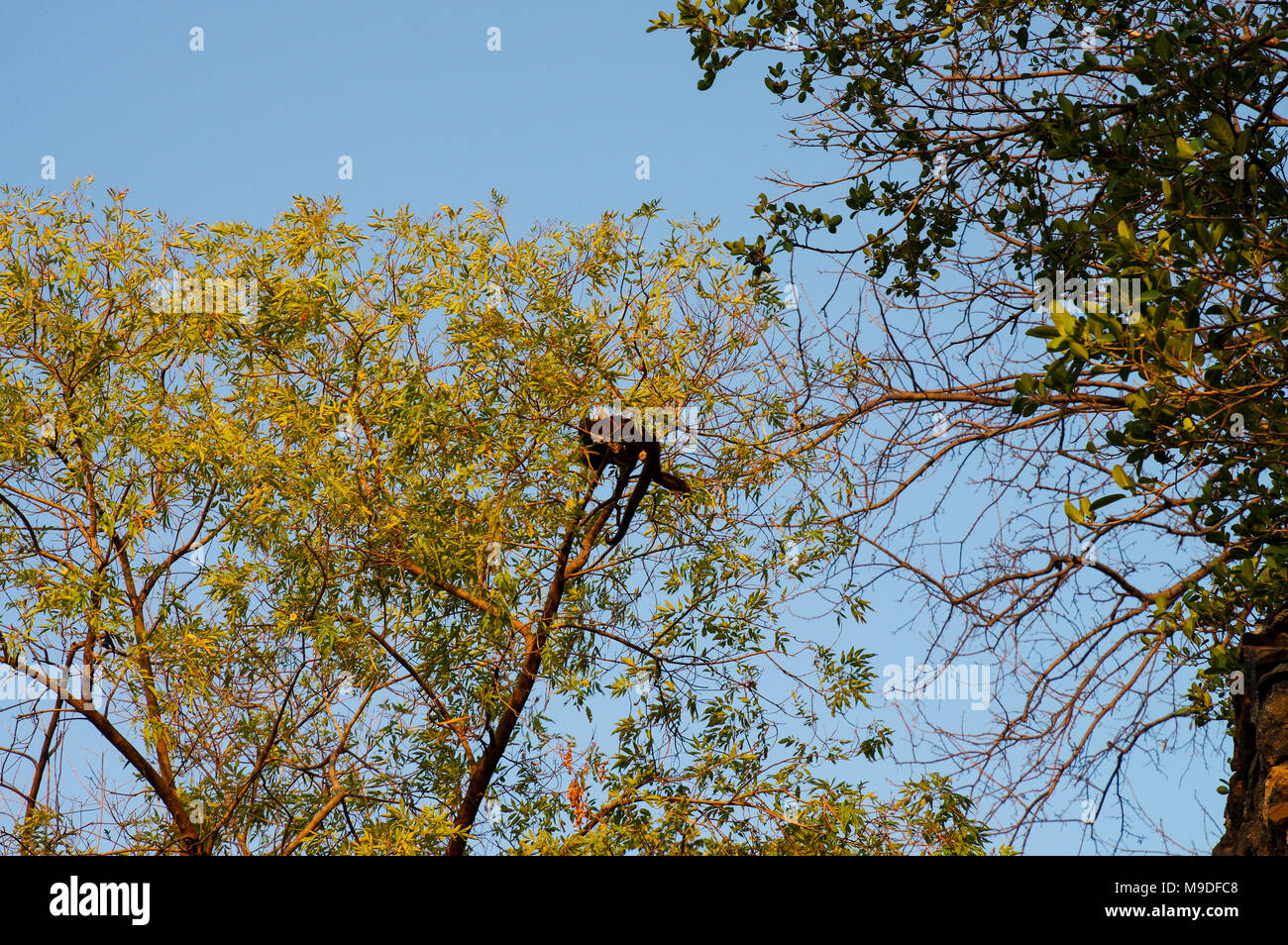 Howling Affe in eine Baumkrone in Laguna de Apoyo, Nicaragua klettern Stockfoto