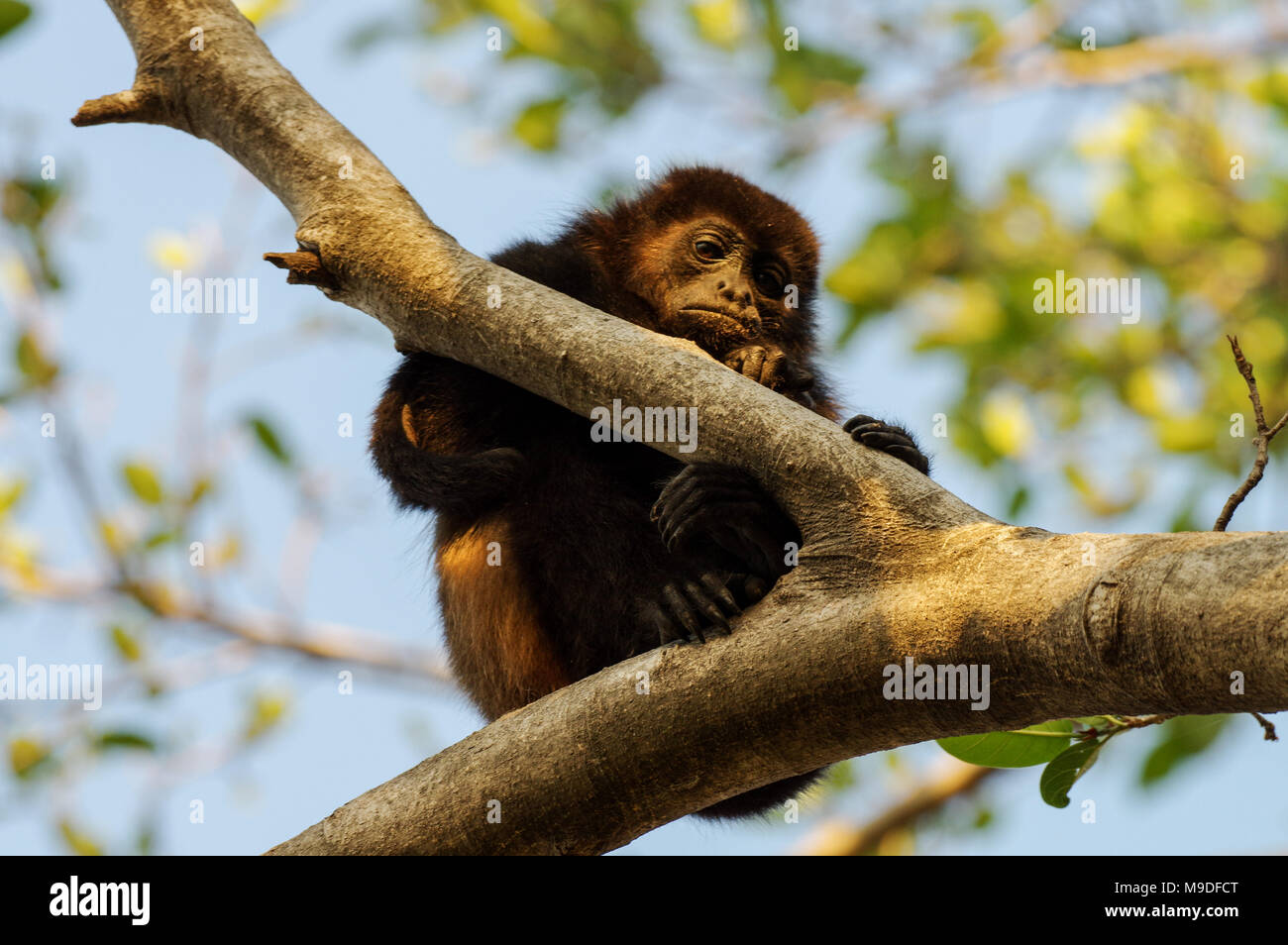 Eine nachdenklich nach heulen Affe in eine Baumkrone in Laguna de Apoyo, Nicaragua sitzen Stockfoto
