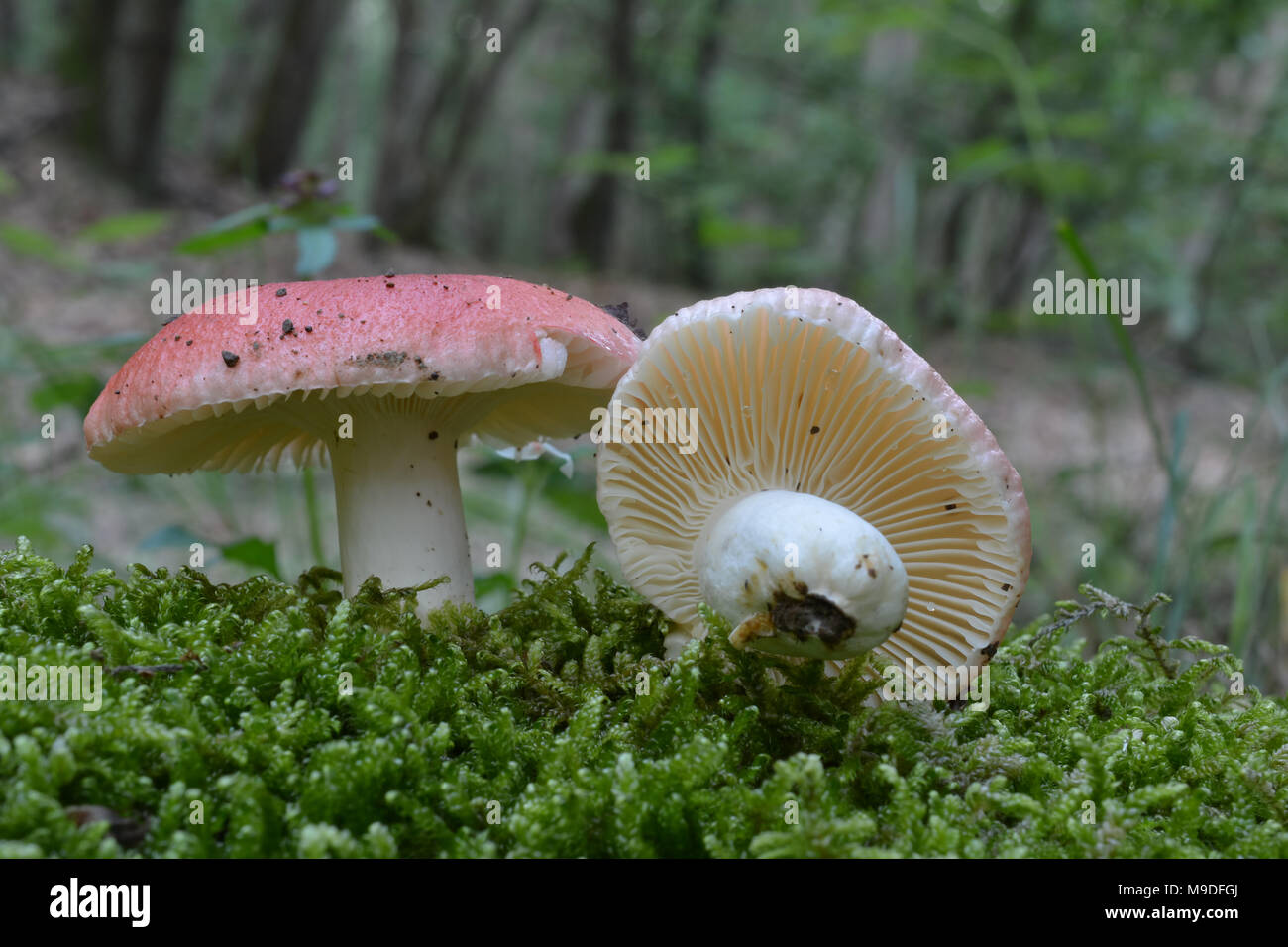 Psathyrella emetica var. Silvestris, allgemein bekannt als die Sickener, Übelkeit oder Erbrechen psathyrella Psathyrella, ungenießbar, giftig Wild Mushroom im natürlichen Lebensraum Stockfoto