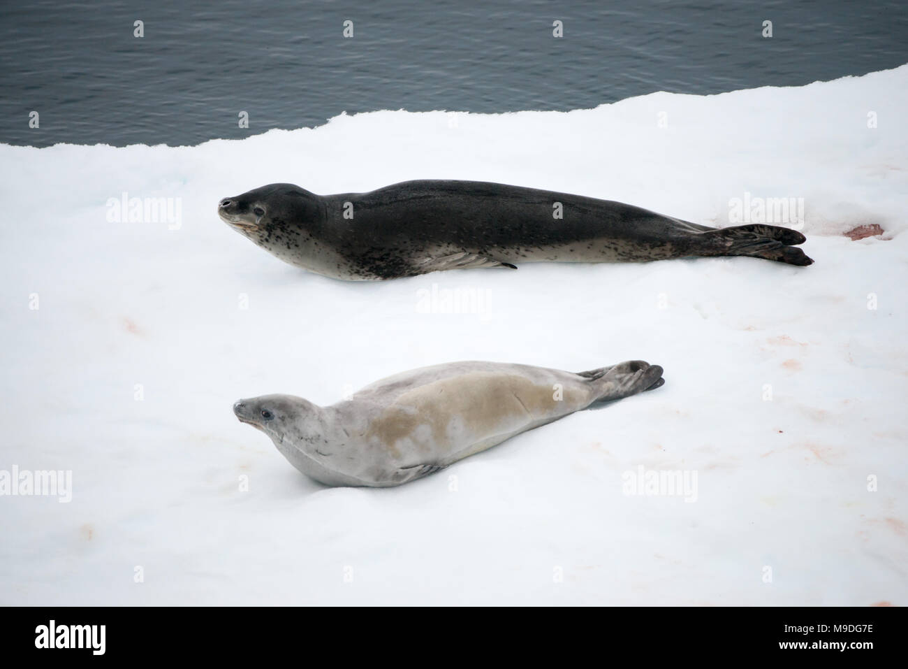 Ein Seeleopard (Hydrurga leptonyx) und einem Krabbenesser (Lobodon carcinophaga) ruht auf einem Eisberg in der Antarktis Stockfoto