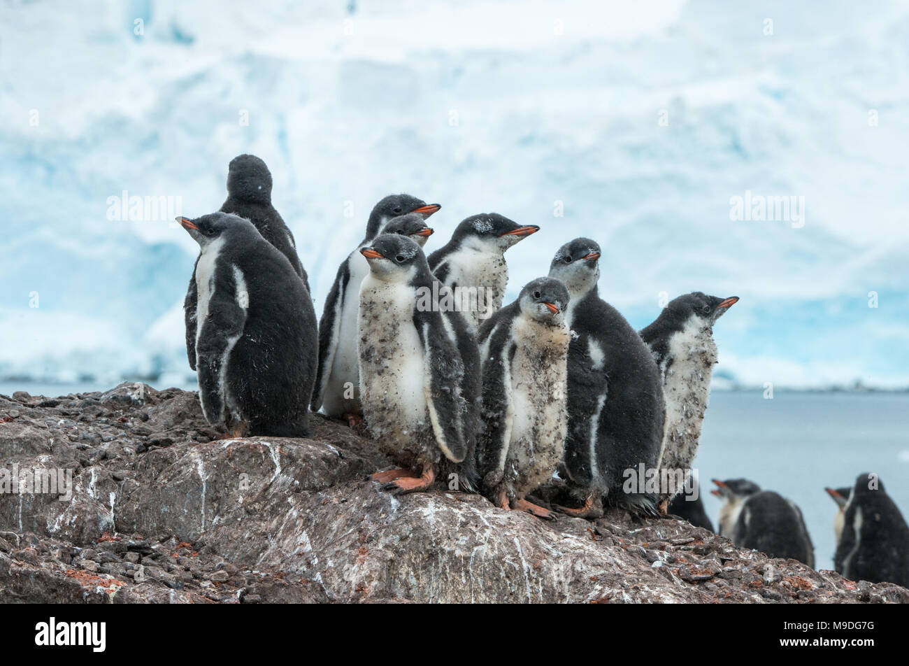 Sicherheit in Zahlen. Ein Gentoo Pinguin Kinderkrippe Unordnungen gemeinsam für Sicherheit auf einer felsigen Anhöhe in der Antarktis Stockfoto