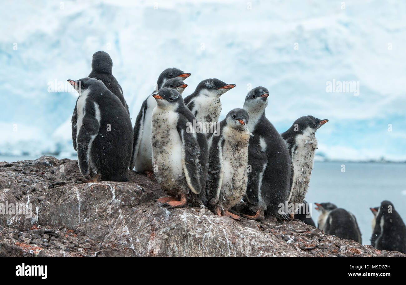 Sicherheit in Zahlen. Ein Gentoo Pinguin Kinderkrippe Unordnungen gemeinsam für Sicherheit auf einer felsigen Anhöhe in der Antarktis Stockfoto
