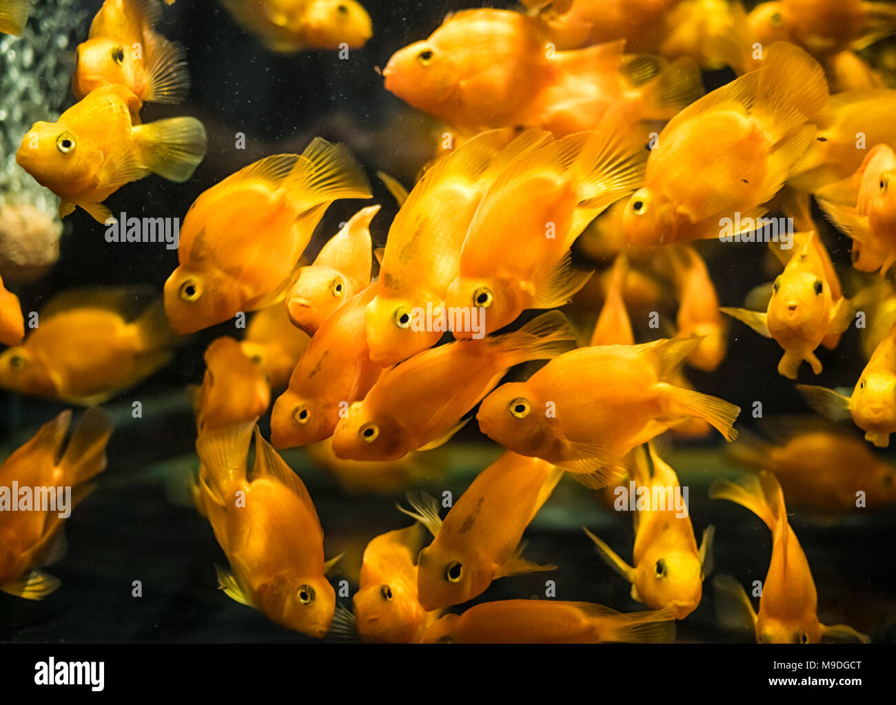 Orange Fische Blut Parrot cichlid im Aquarium Stockfoto