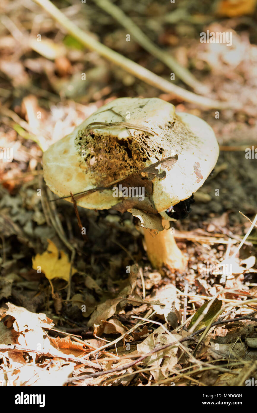 Pilz im Blatt Wurf von Beacon Holz Country Park, Kent, England Stockfoto