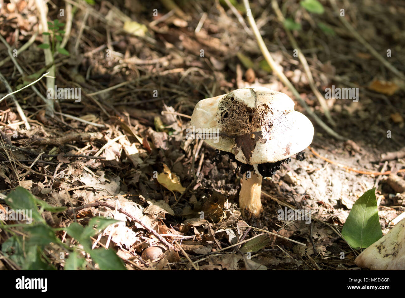 Pilz im Blatt Wurf von Beacon Holz Country Park, Kent, England Stockfoto