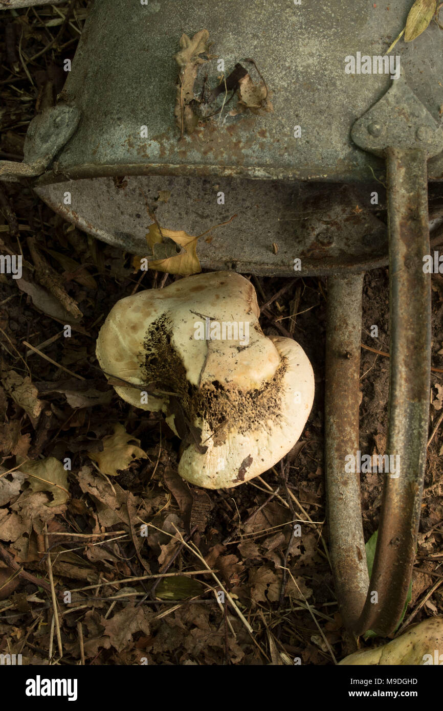 Pilze in verworfen Gartenbewässerung wachsen kann auf einem Waldboden, Rundumleuchte Holz Country Park, Kent, England, Vereinigtes Königreich Stockfoto