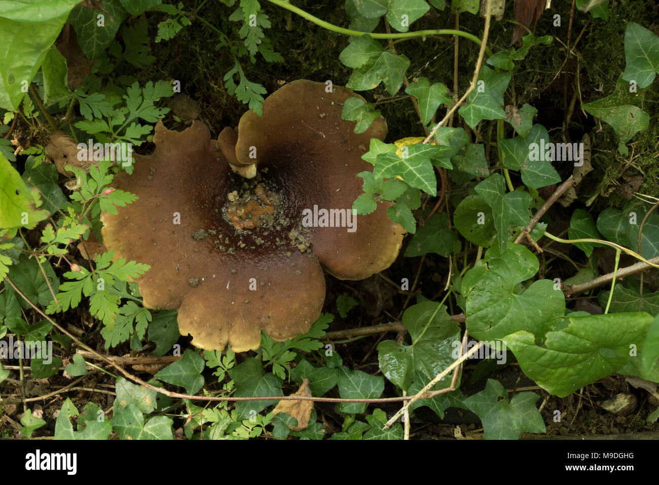 Orange Pilze auf Waldboden im Beacon Woods Country Park, Kent, England Stockfoto