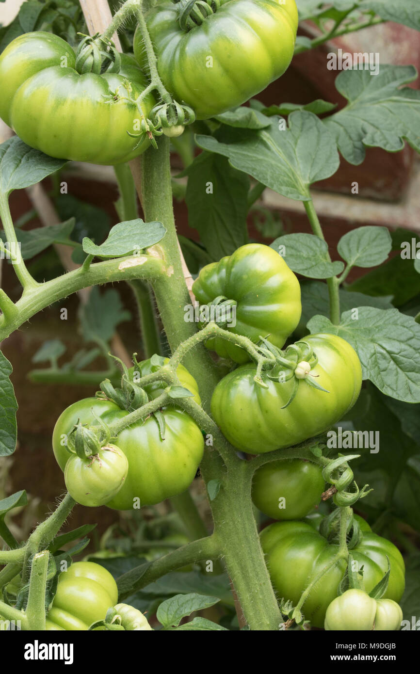 Grüne beefsteak Tomaten und Blätter auf Weinbau natürlich und nicht-kommerziell in einem Urban Garden in London, England, Europa Stockfoto