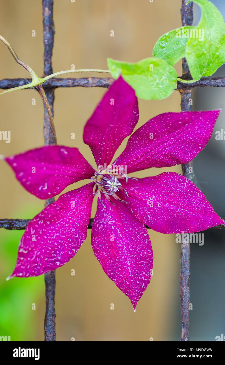 Schöne große Clematis Blume auf dem Hintergrund der grüne Blätter in der Natur hautnah. Wunderschöne snazzy Bunte künstlerisches Bild Frühling, Sommer. Stockfoto