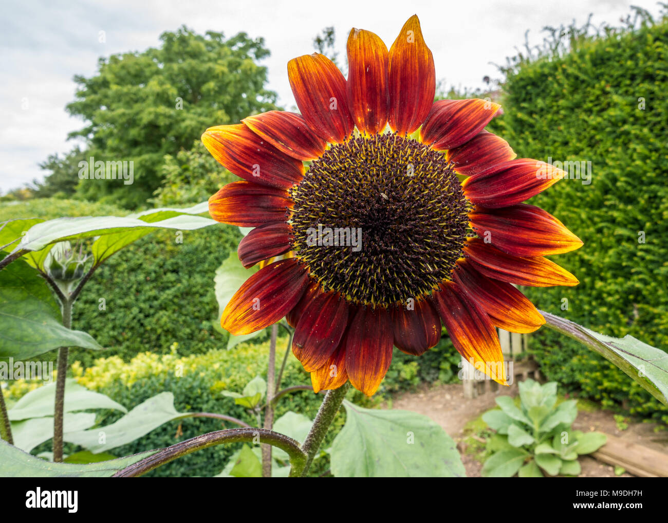 Red sunflower Kopf Stockfotografie   Alamy