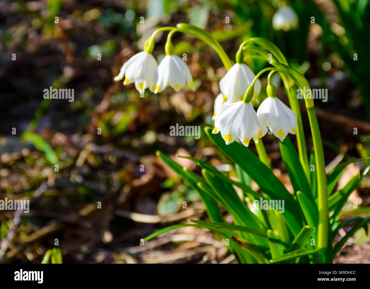 Bündel von Schneeflocke Blumen. schönen Frühling Hintergrund Stockfoto