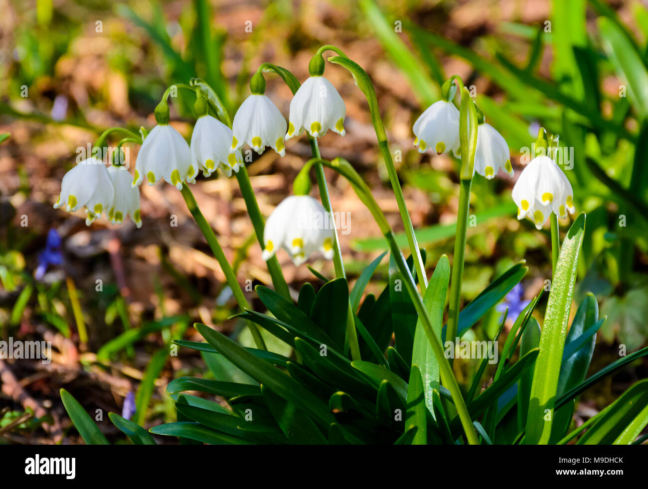 Bündel von Schneeflocke Blumen. schönen Frühling Hintergrund Stockfoto
