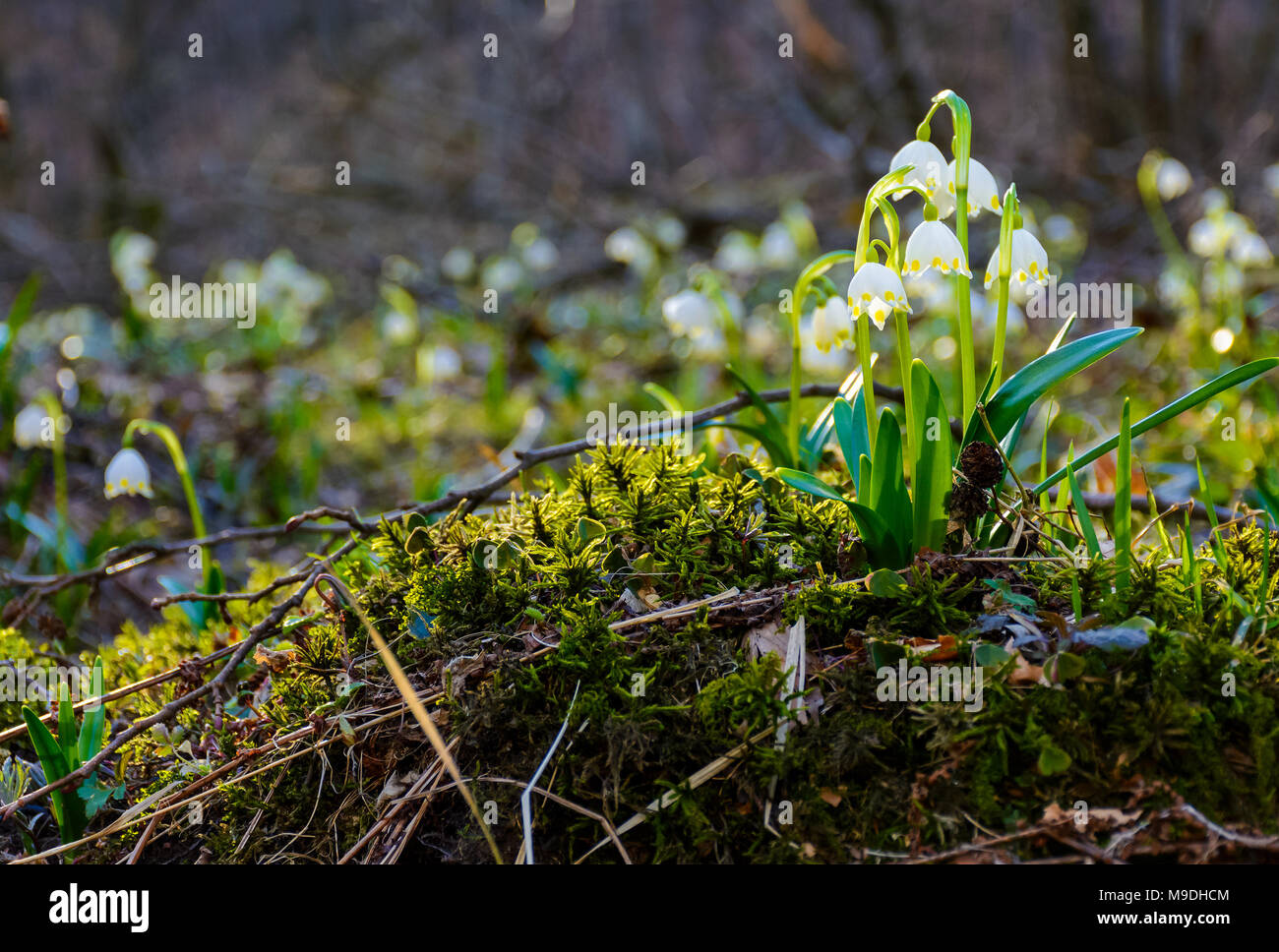 Bündel von Schneeflocke Blumen auf einem Bemoosten Hump. schönen Frühling Hintergrund Stockfoto
