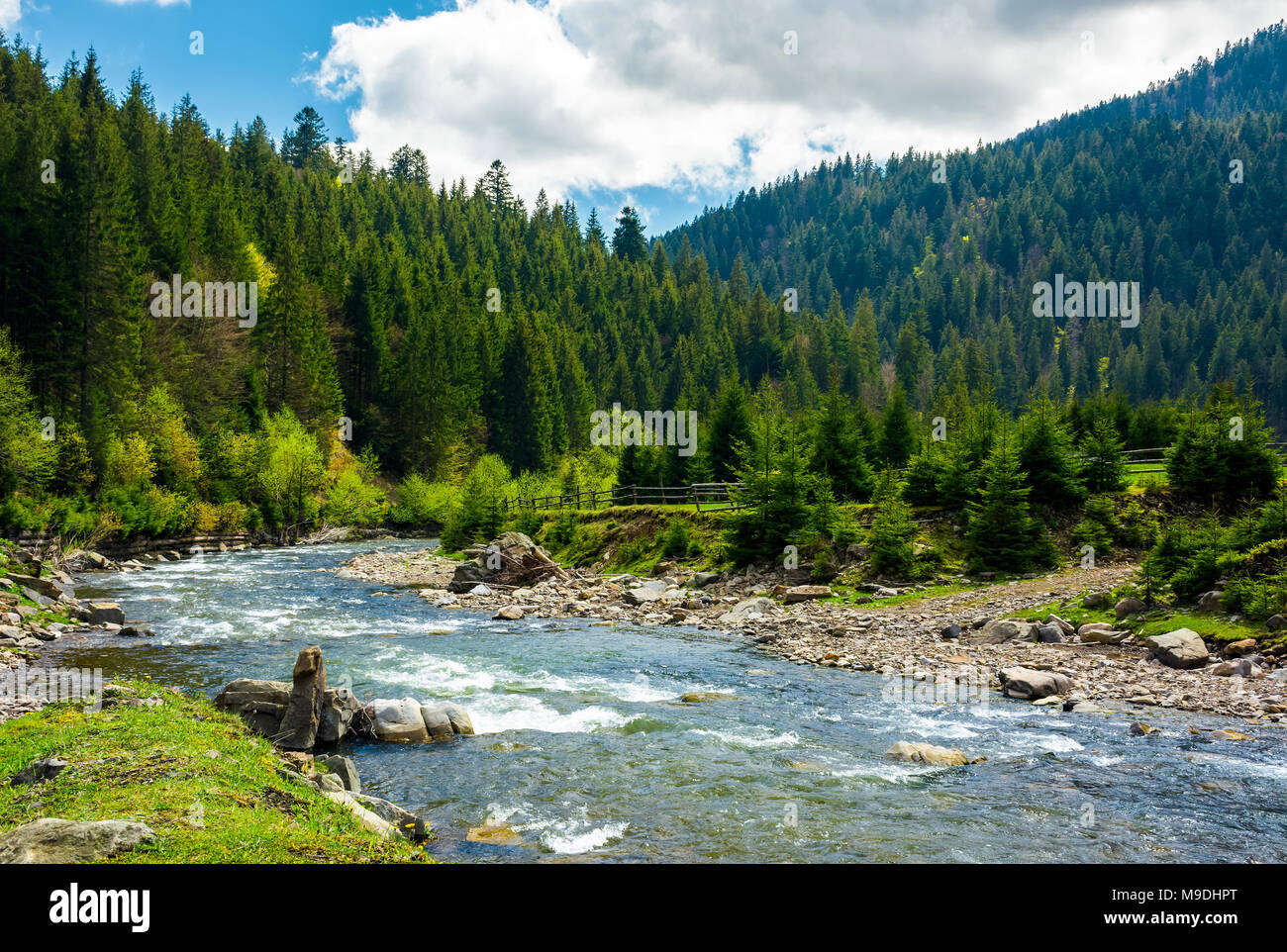 Mountain River unter den Fichtenwald. Wunderschöne Landschaft auf einem hellen Frühling Tag Stockfoto