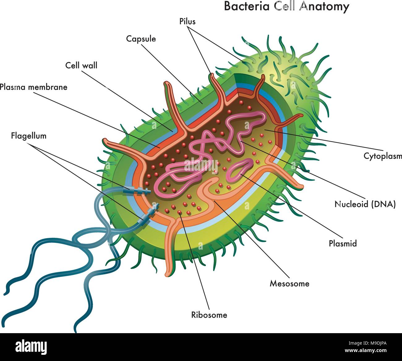 Vektor medizinischen Abbildung der Bakterien Zelle Anatomie Stock Vektor