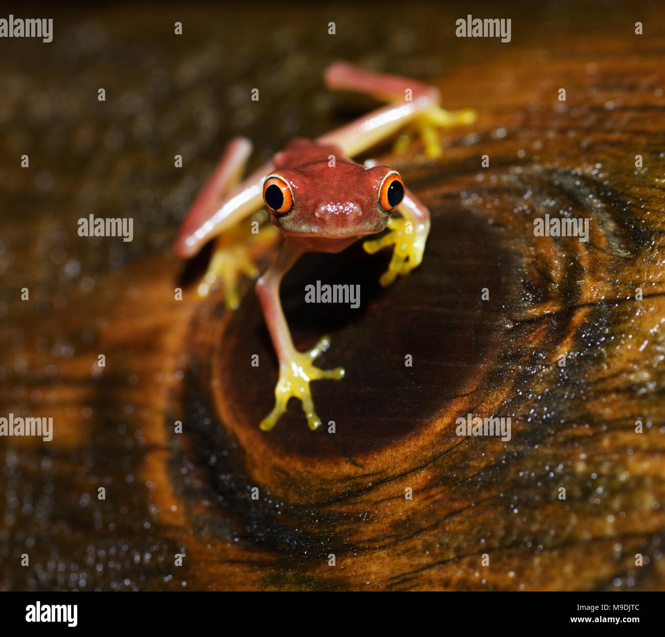 Fallschirmspringen red-eyed leaf Frosch, Agalychnis saltator, Juvenile, Tortuguero, Costa Rica Stockfoto