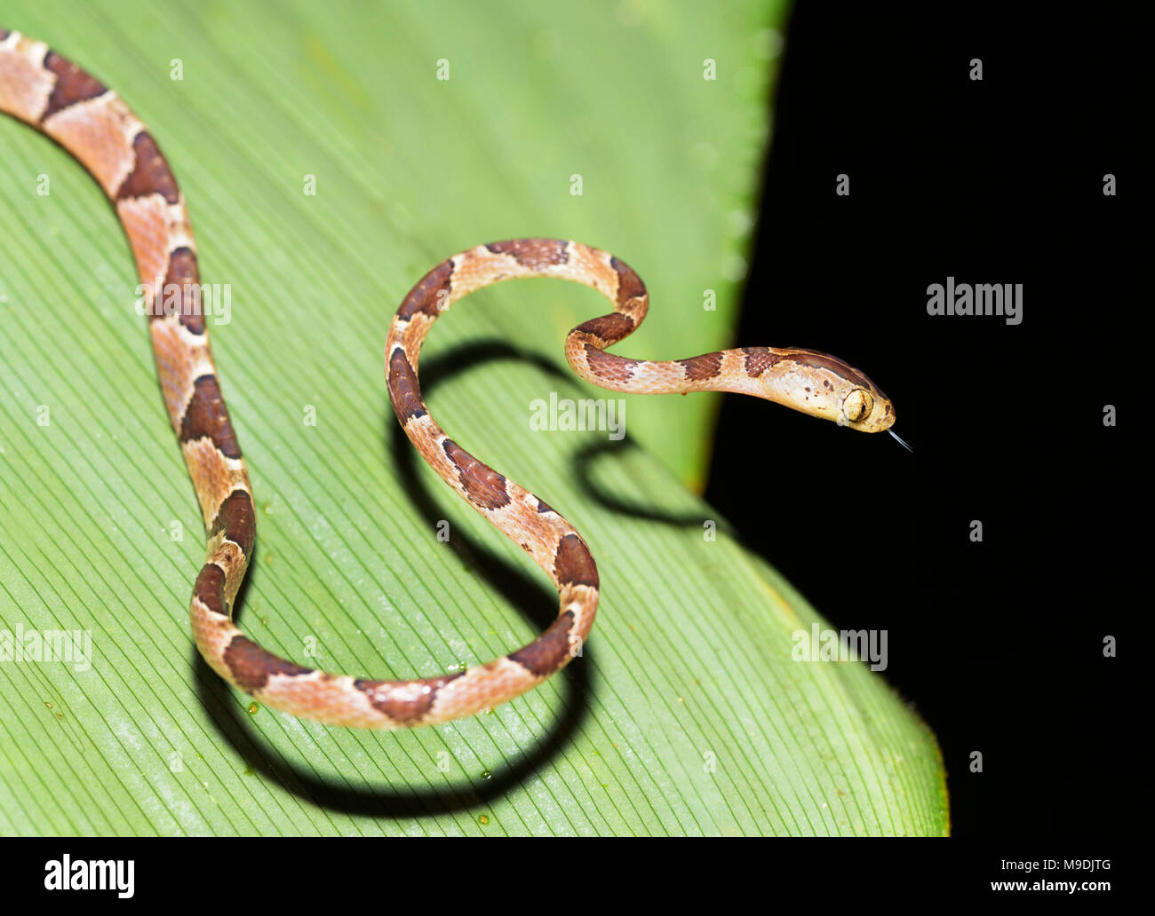 Northern cat-eyed Snake, Leptodeira septentrionalis, Nationalpark Tortuguero Stockfoto