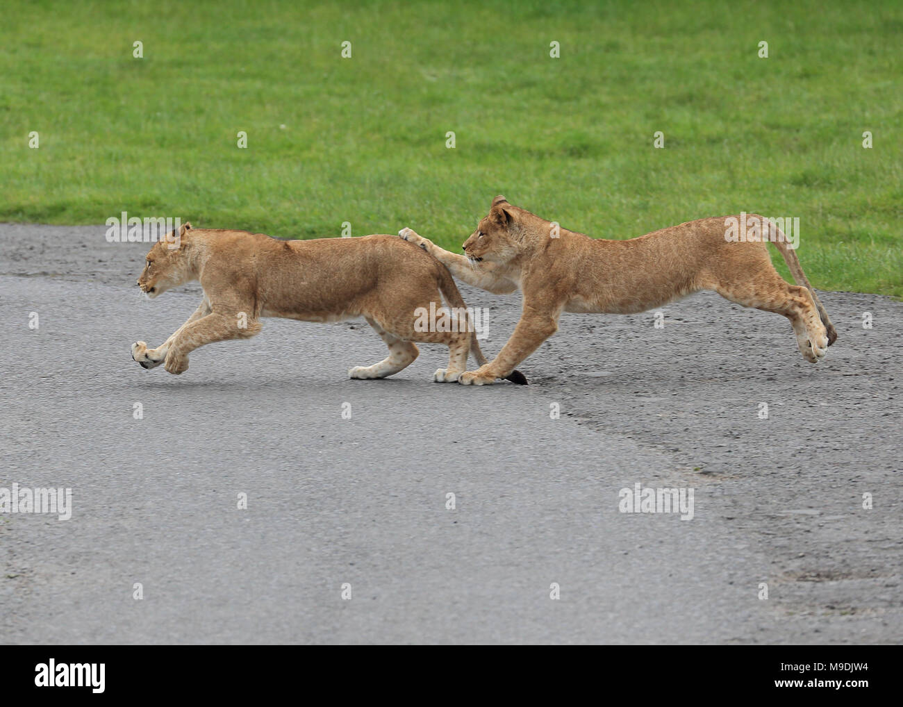 Junge Löwinnen spielen und jagen sich gegenseitig Stockfoto