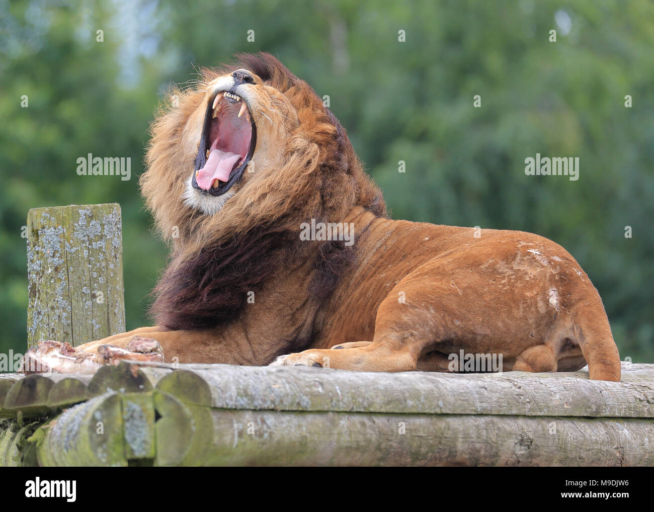 Eine eindrucksvolle männliche Löwe, zur Festlegung von Gähnen/Roaring Stockfoto