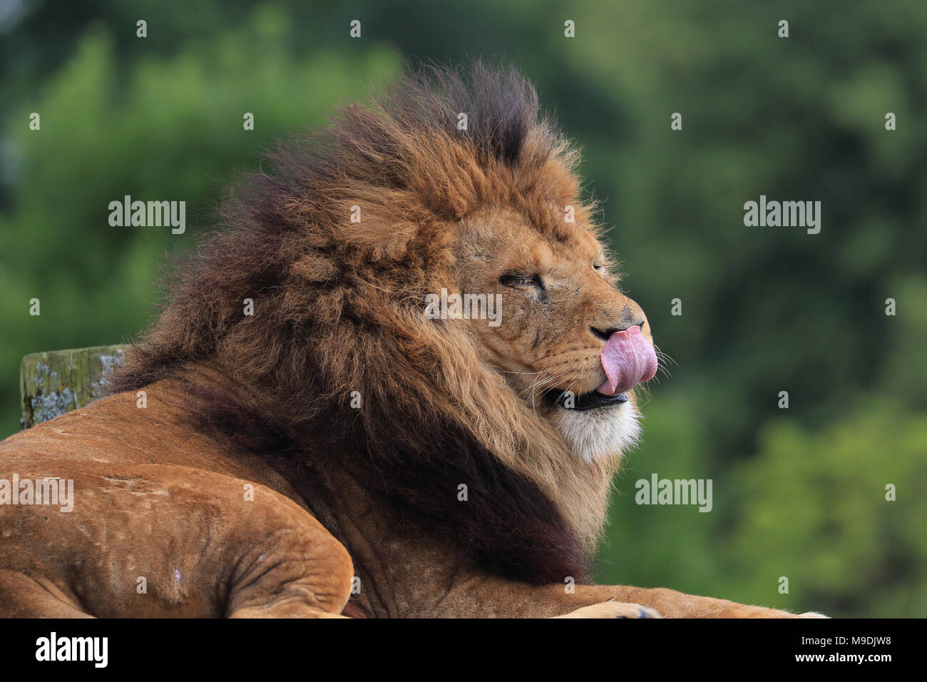 Eine eindrucksvolle männliche Löwe, zur Festlegung von Gähnen/Roaring Stockfoto