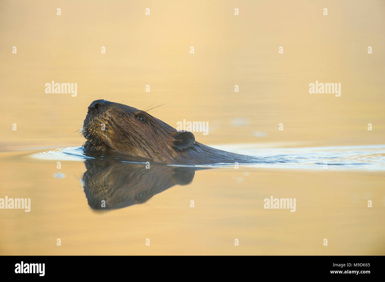 Biber (Castor canadensis), MN, USA, von Dominique Braud/Dembinsk Foto Assoc Stockfoto