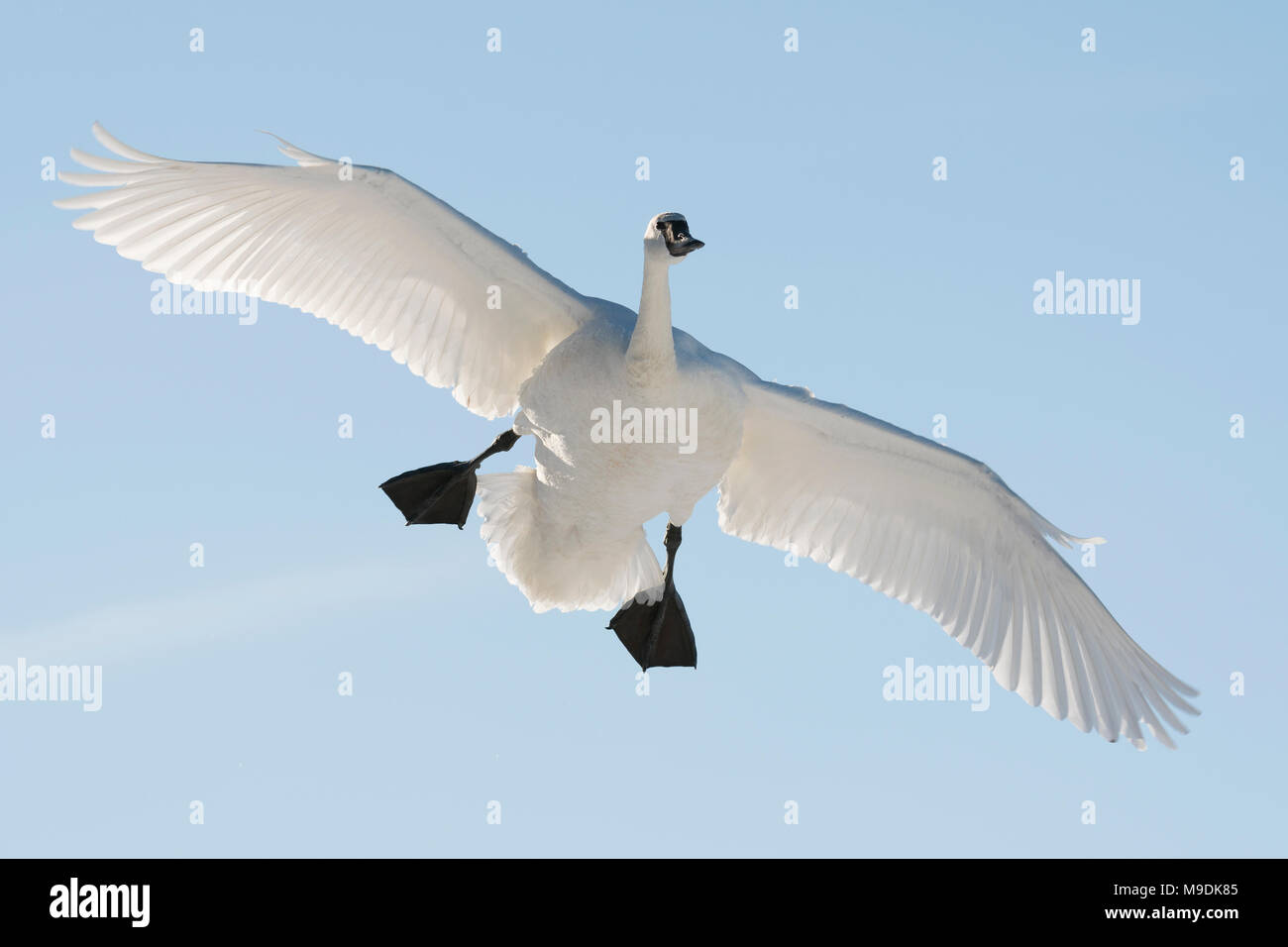 Trompeter Schwan (Cygnus buccinator) Landung auf der St. Croix River, WI, USA, Ende Januar, von Dominique Braud/Dembinsky Foto Assoc Stockfoto