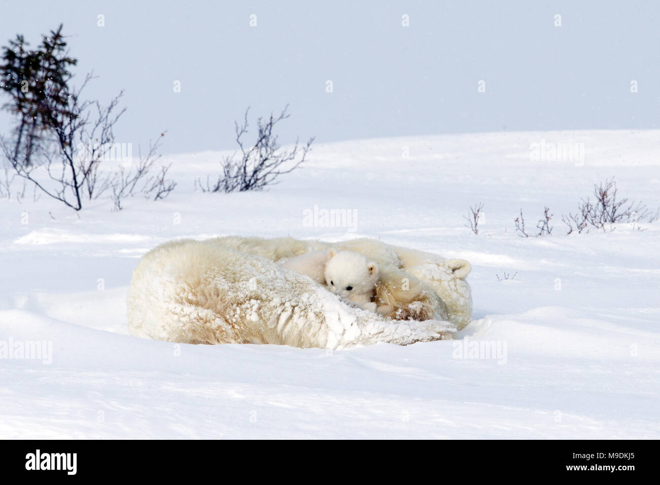 Polar Bear und sehr jungen Jungen Stockfoto