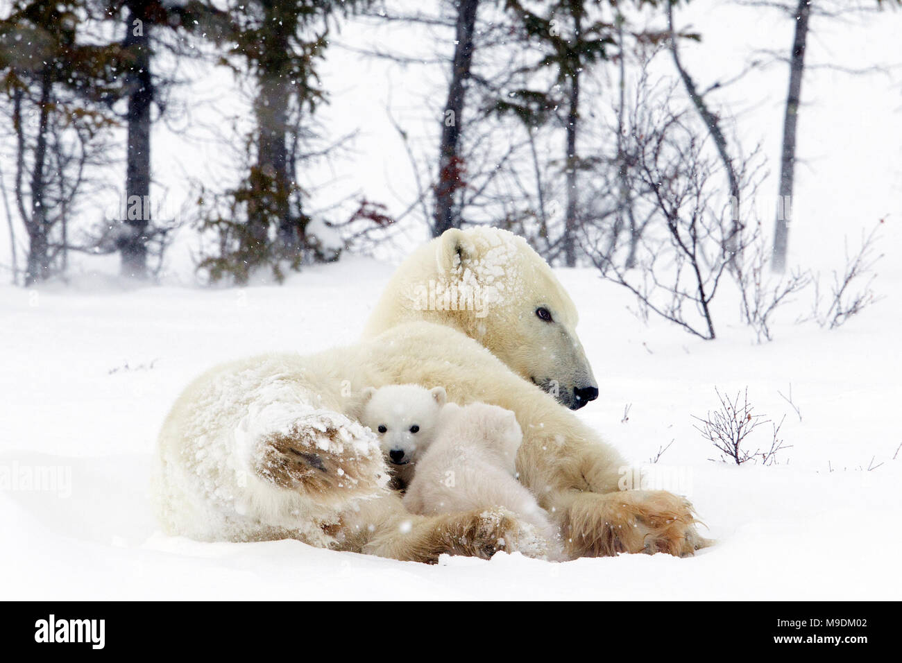 Polar Bear und sehr jungen Jungen Stockfoto
