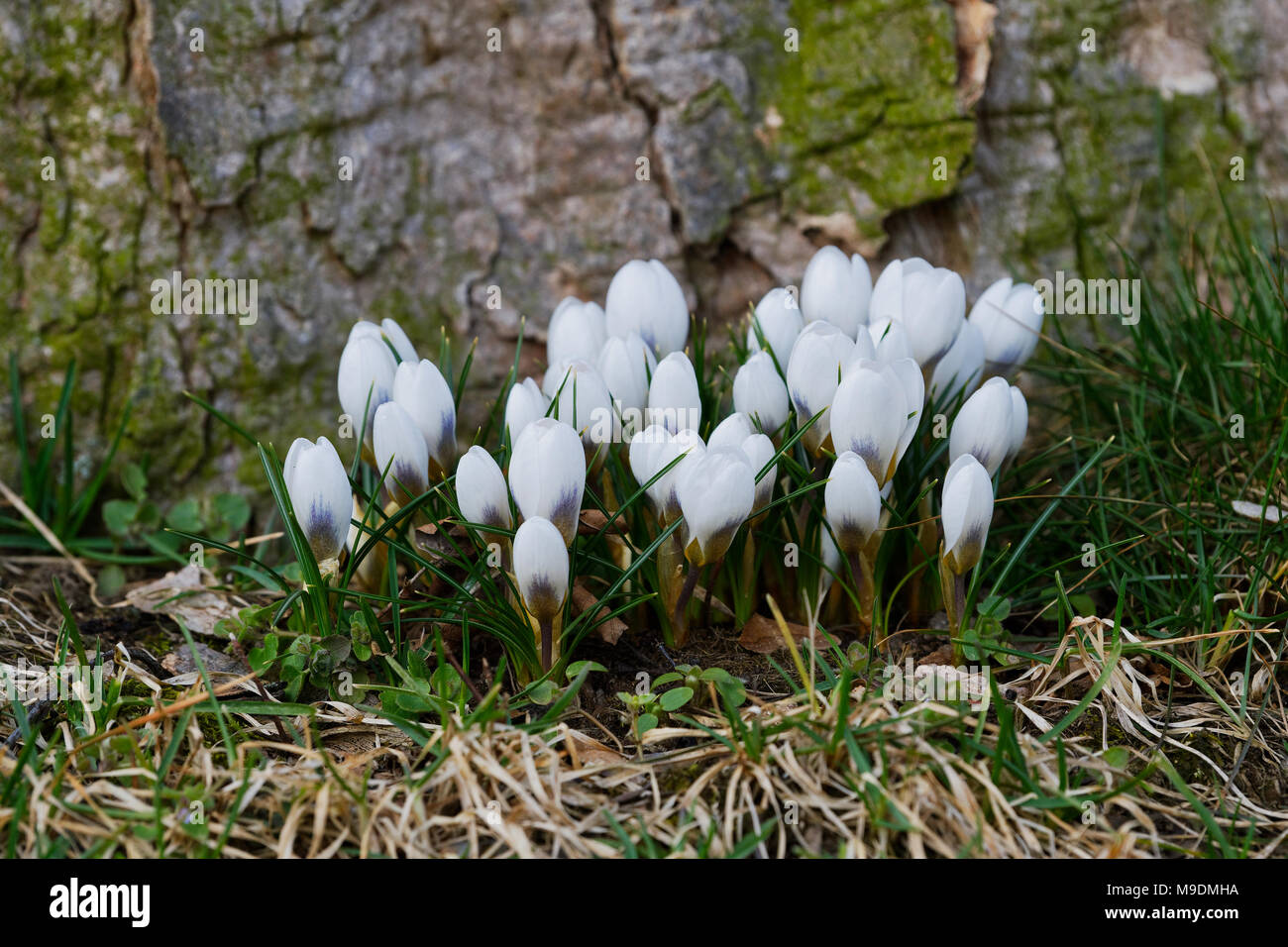 Weiße Krokusse dicht an einem sonnigen Frühlingstag (Crocus vernus) Stockfoto