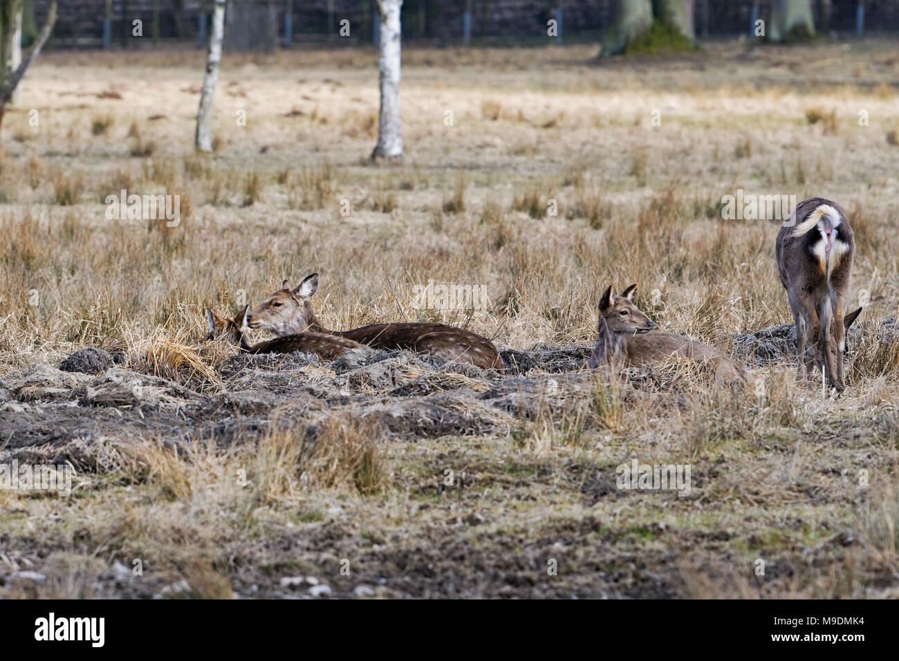 Sika, Rotwild (Cervus Nippon), Weibchen, Herbst Wiese Stockfoto