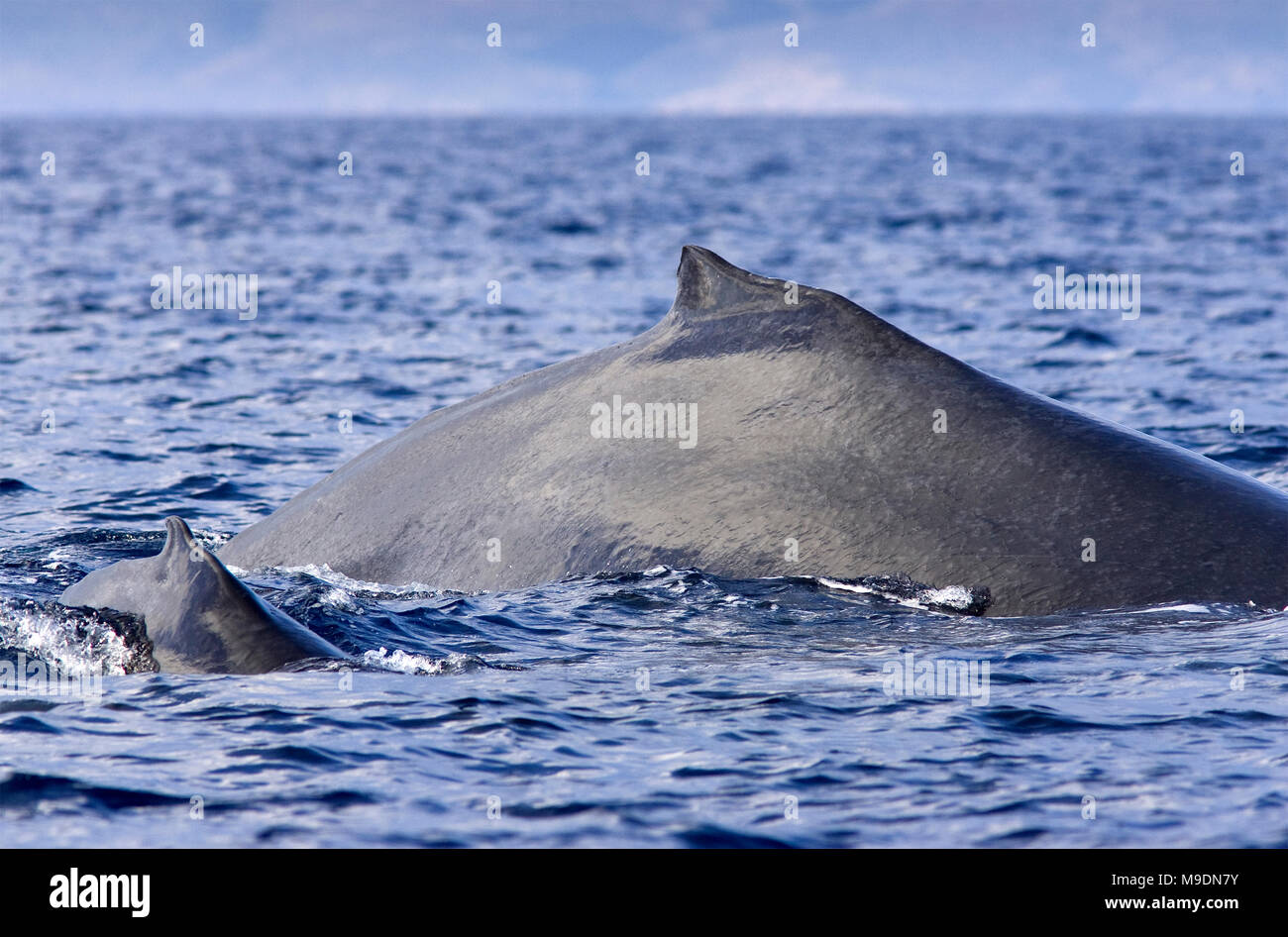 Mutter und Kalb, humpback Oberfläche zusammen vor der Küste von Maui, Hawaii. Stockfoto