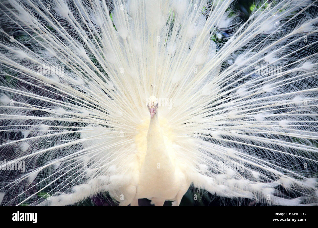 In der Nähe von weißen, männlichen Pfau mit Spreads Schwanzfedern aus Stockfoto